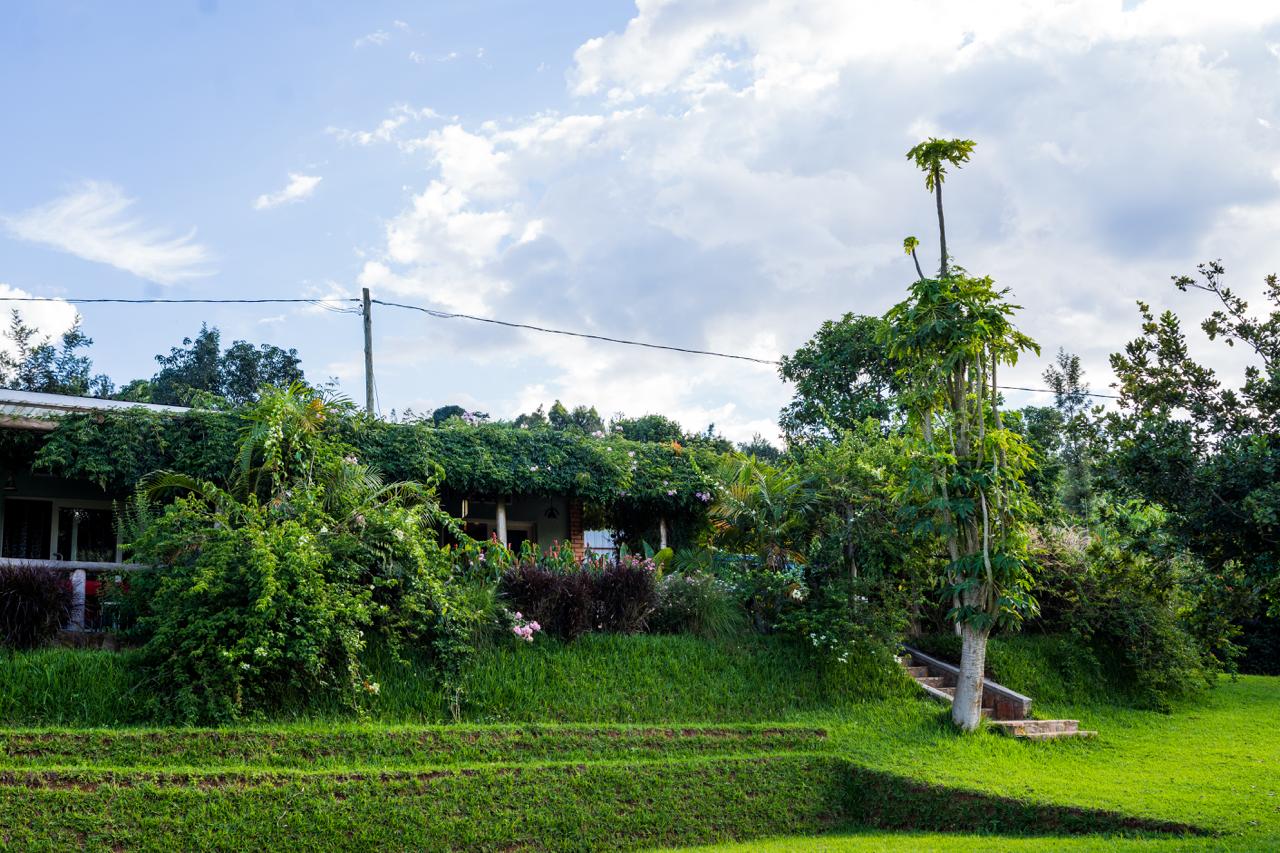 Vine-covered cottage exterior surrounded by lawn